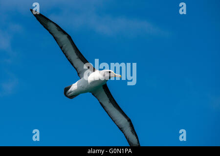 Nuova Zelanda, Isola Stewart Rakiura aka, la terza isola più grande del paese. Halfmoon Bay (Oban). Buller's albatross. Foto Stock