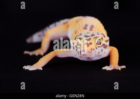 Close-up di giallo leopard gecko su sfondo nero Foto Stock