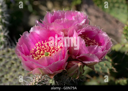 Cactus (Opuntia phaecantha) con tre fiori in atmosfera serale Foto Stock