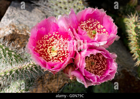 Cactus (Opuntia phaecantha) con tre fiori di rosa Foto Stock
