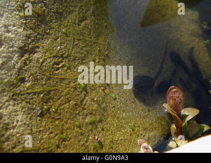 Gruppo di springtails (Sminthurides aquaticus) su una roccia di arenaria su un margine di stagno nei pressi di rana comune girino (Rana temporaria) Foto Stock