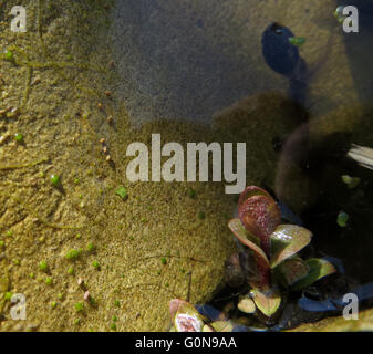 Gruppo di springtails (Sminthurides aquaticus) su una roccia di arenaria su un margine di stagno nei pressi di rana comune girino (Rana temporaria) Foto Stock