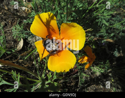 Bumble Bee (probabilmente Bombus terrestris) con ala danneggiata su orange Papavero californiano (Eschscholzia californica) fiore Foto Stock