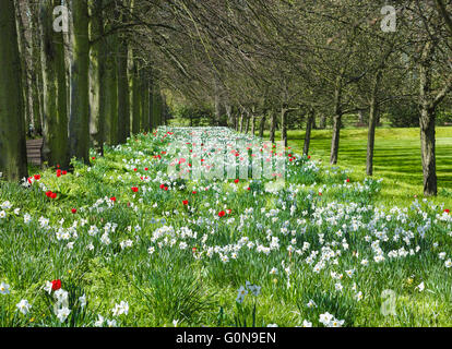 Primavera in giardini presso il Trinity College (Università di Cambridge, Inghilterra), il più grande Oxbridge college. Foto Stock