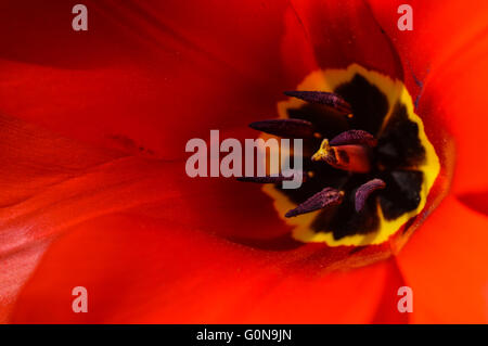Red tulip flower cuore extreme close up Foto Stock