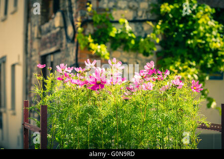 Blooming cosmos fiori su una strada della città sullo sfondo Foto Stock