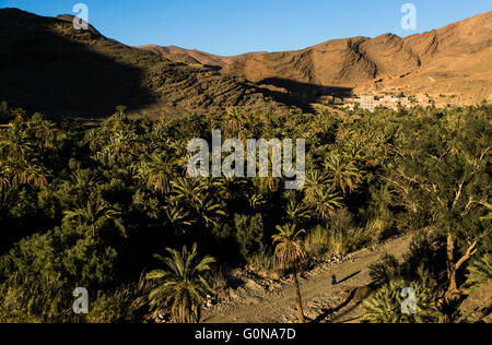 Qualcuno in un oasi nella regione di Tafrout nell'Anti-Atlas Foto Stock
