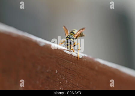 Carta wasp mangiare legno nome latino polistes gallicus vespa mangiando legno Foto Stock