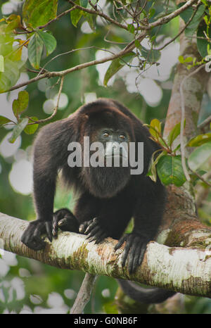 Nero guatemalteco scimmia urlatrice (Alouatta pigra) in via di estinzione, selvaggio, Comunità Babuino Santuario, Belize, America Centrale Foto Stock