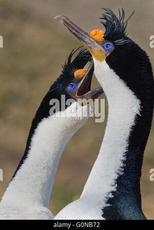 Il marangone dal ciuffo imperiale o il cormorano (Phalacrocorax atriceps) Coppia di corteggiamento, Isole Falkland Foto Stock