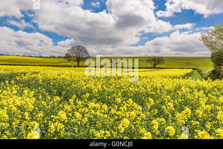 Primavera in Inghilterra con il glorioso i campi gialli di colza sotto un cielo azzurro con soffici nuvole bianche. Foto Stock