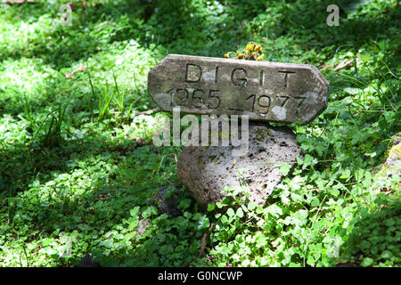 Fotografia di © Jamie Callister. Il Dian Fossey tomba e ex-campeggio, Parco Nazionale Vulcani, Ruanda, Africa centrale, Foto Stock