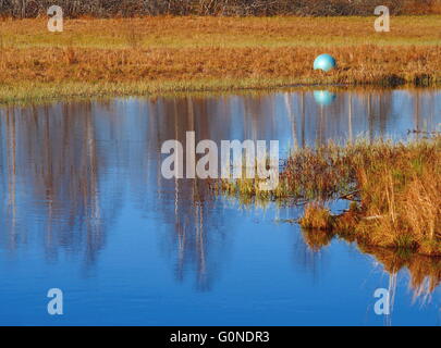 Una sfera blu a un piccolo torrente, alghe, WATERSIDE, estate, Svezia, Foto Stock