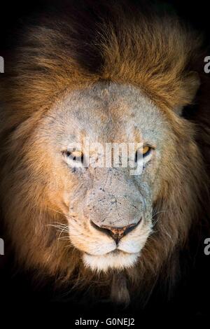 Ritratto di grande maschio lion Foto Stock