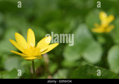 Lesser celandine è un basso crescente, glabre perenne fioritura delle piante in il ranuncolo famiglia. Foto Stock