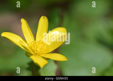 Lesser celandine è un basso crescente, glabre perenne fioritura delle piante in il ranuncolo famiglia. Foto Stock