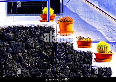 Lanzarote Arrecife Puerto Calero cactus piatti su passaggi di colore bianco Foto Stock