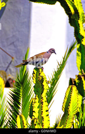 Lanzarote Arrecife Puerto del Carmen colomba a collare su cactus pareti bianche Foto Stock