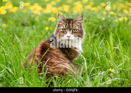 Ritratto di gatto spaventato seduta nel prato Foto Stock