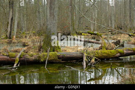 Paesaggio di primavera del primo nel vecchio supporto e parzialmente l'acqua congelata con albero rotto in primo piano,Bialowieza Forest,Polonia,l'Europa Foto Stock