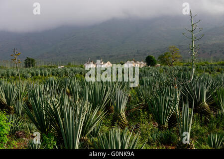 TANZANIA Tanga, Usambara Mountains, Sisal allevamento, vecchio stile coloniale Sisal Estate con lavoratore abbandonate case vicino la Usambara Linea ferroviaria Foto Stock