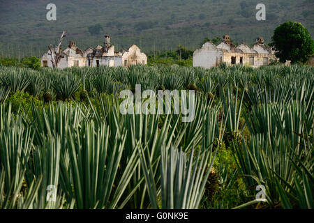 TANZANIA Tanga, Usambara Mountains, Sisal allevamento, vecchio stile coloniale Sisal Estate con lavoratore abbandonate case vicino la Usambara Linea ferroviaria Foto Stock