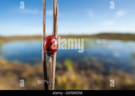 Un sette-spotted Lady Beetle (Coccinella septempunctata) posatoi accanto ad un laghetto in Hopkins Prairie in Ocala National Forest. Foto Stock