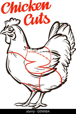 Vector pollo, gallina grafico. Tagli di carne, macelleria Illustrazione Vettoriale