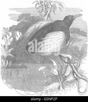 Uccelli: Raven: uccello Paradiso: Epimachus splendente, antica stampa c1870 Foto Stock