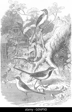 Uccelli: cantando: Pipit: Wren & Wagtail, antica stampa c1870 Foto Stock