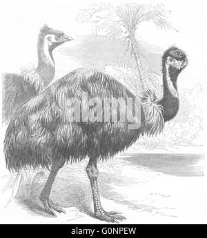 Uccelli: Short-Winged Cursorial bird: Emu: UEM, antica stampa c1870 Foto Stock