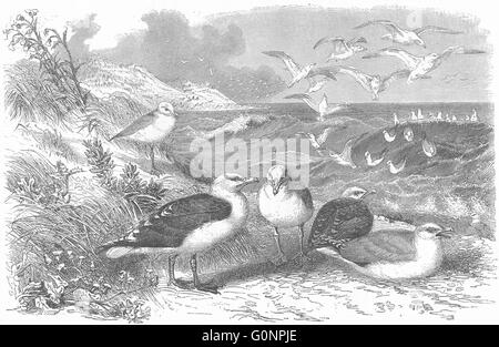 Uccelli: Sea-Flier: Gabbiani: nero-backed & Aringhe, antica stampa c1870 Foto Stock