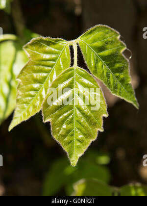 Poison Ivy close up Foto Stock