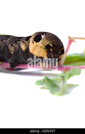 Elephant Hawk Moth, Deilephila elpenor, caterpillar Foto Stock