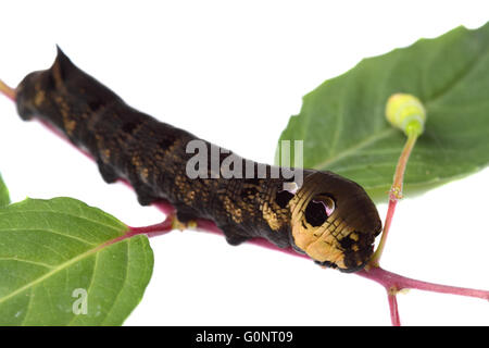 Elephant Hawk Moth, Deilephila elpenor, caterpillar Foto Stock