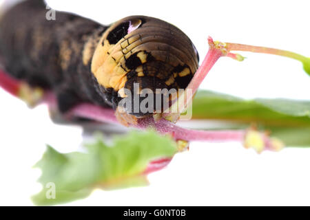 Elephant Hawk Moth, Deilephila elpenor, caterpillar Foto Stock