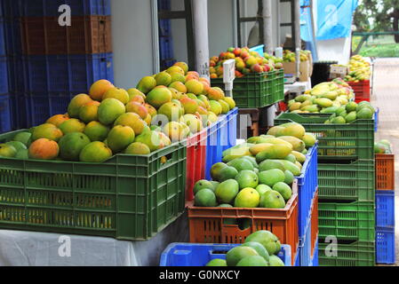 Indian Mango in vendita. India produce una grande varietà di manghi, con una vasta gamma di sapori, colori, forma e consistenza. Foto Stock