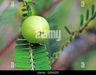 Indian gooseberry, Phyllanthus emblica, chiamato anche LRD. Un ingrediente essenziale della tradizionale indiano farmaci ayurvedici Foto Stock