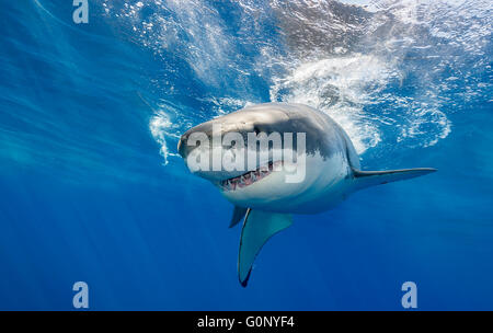 Il grande squalo bianco sott'acqua di Guadalupe Island, Messico Foto Stock