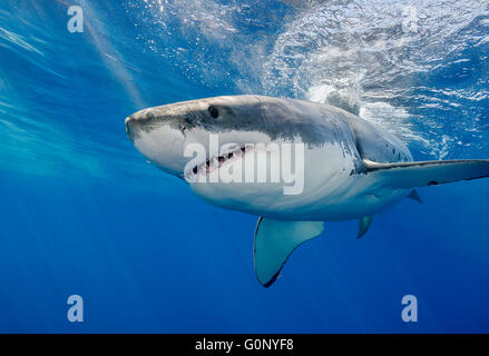 Il grande squalo bianco sott'acqua di Guadalupe Island, Messico Foto Stock