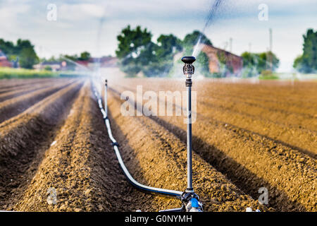 Irrigazione dei campi coltivati con spruzzatore rotante Foto Stock