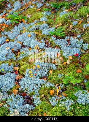 Stati Uniti d'America, Michigan, Pictured Rocks National Lakeshore, Groundcover scena con licheni, muschi e Balsamo alberelli di abete (Abies balsamea). Foto Stock