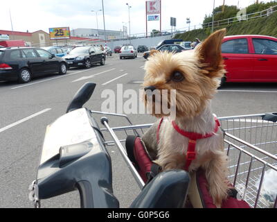 Benvenuti in Repubblica ceca - Jihlava. Kaufland parcheggio. Un cane di piccola taglia, Yorkshire terrier, gode la sua vista dall'alto del carrello. Foto Stock