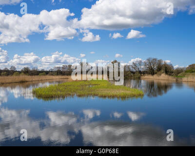 Somerset livelli 'prosciutto Wall' RSPB Riserva Naturale, REGNO UNITO Foto Stock