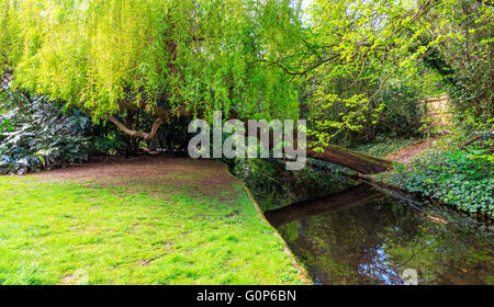 Un salice piangente albero appoggiata su un canale ed erboso alzaia a New River Walk, Canonbury, Londra Foto Stock