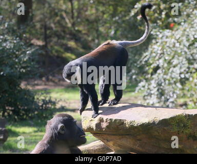 African L'Hoest di scimmia (Cercopithecus lhoesti) insieme con un giovane maschio pianura occidentale gorilla a Apenheul Primate Zoo Foto Stock