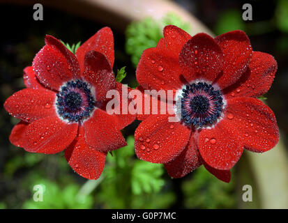 Fiori di colore rosso con gocce di pioggia. Foto Stock