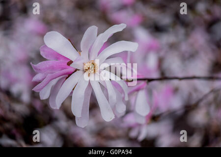 Stellare di rosa fiori di magnolia close up Foto Stock