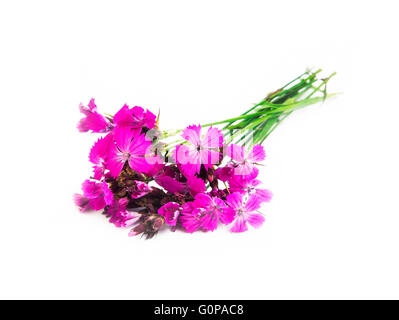 Wild fiori rosa isolato su bianco Foto Stock