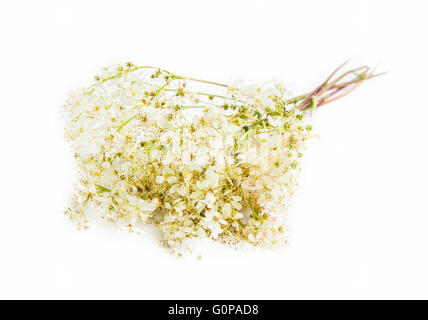 Fiori di medicinali, Galium selvaggio fiore isolato Foto Stock